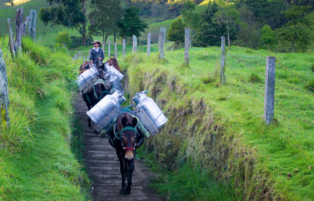 VALLE DEL COCORA, COLOMBIA - JUNE 5: Donkeys carry milk to town in the Valle del Cocora in Colombia on June 5, 2016のeditorial素材