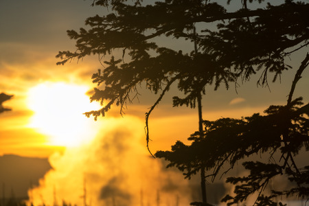 Silhouette of a tree branch at sunrise in Yellowstone National Park in Wyomingの写真素材
