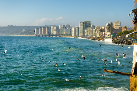 Birds enjoying the sun and surf in Vina del Mar, Chileの写真素材