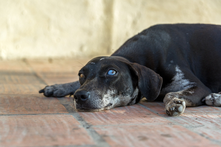 Eye level view of a dog in Mompox, Colombiaの写真素材