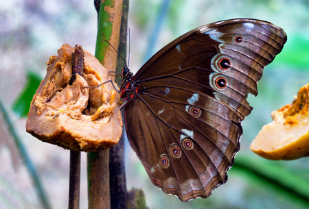 Blue morpho butterfly with its wings closed near Iquitos, Peru