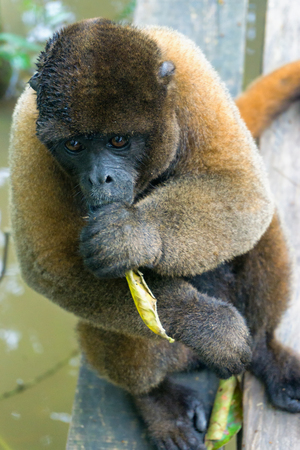 Woolly monkey holding a leaf near Iquitos, Peruの写真素材