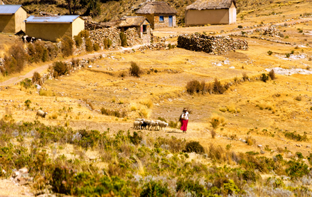 ISLA DEL SOL, BOLIVIA - AUGUST 18: Indigenous woman with a herd of sheep on the Isla del Sol, Bolivia on August 18, 2014のeditorial素材