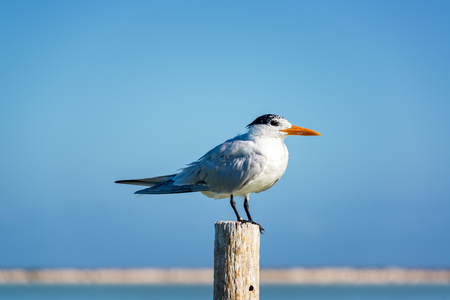 Royal Tern standing on a post near Rio Lagartos, Mexico