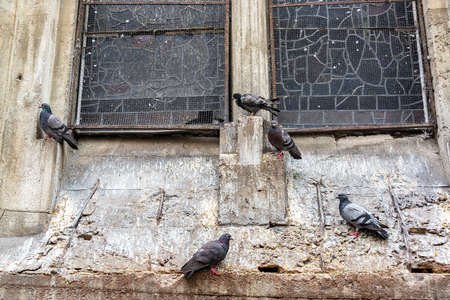 Five pigeons on the side of a cathedral in Manizales, Colombiaの写真素材