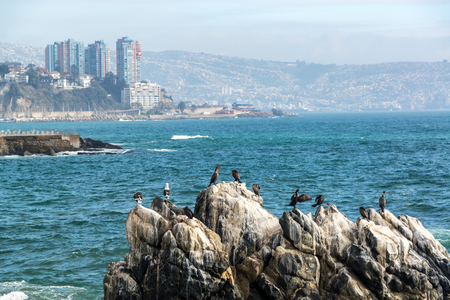 Cormorants and Sea Gulls on a rock in Vina del Mar, Chileの写真素材