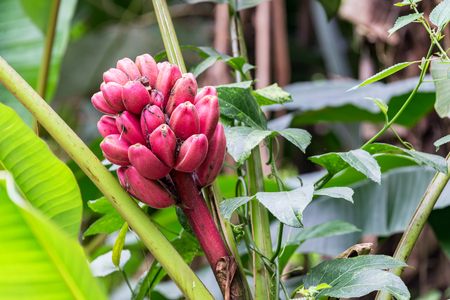 Small red bananas growing in a forest near Manizales, Colombiaの写真素材