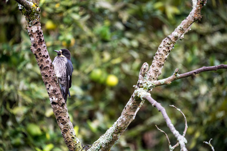 Eastern Kingbird in a tree near Manizales, Colombiaの写真素材