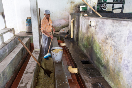 CHINCHINA, COLOMBIA - JUNE 3: Man works on a coffee farm near Chinchina, Colombia on June 3, 2016のeditorial素材