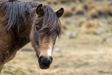 Rugged looking horse in the cold frigid highlands in Boliviaの写真素材