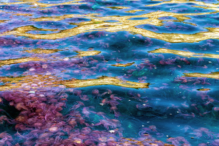 Jellyfish in the Mediterrenean Sea near Marsaxlokk, Malta.