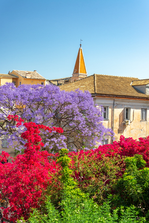 Beautiful flowers, including bougainvillea and a jacaranda tree in Corfu, Greeceの写真素材