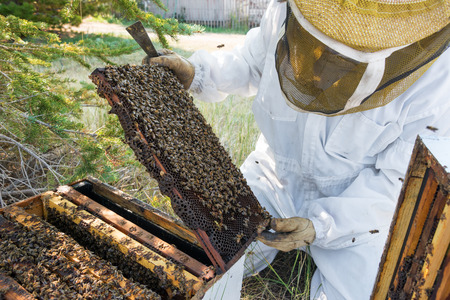 Beekeeper opening a hive and looking at a frame in Buffalo, Wyoming