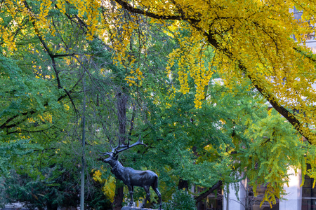 Thompson Elk in downtown Portland, Oregon with beautiful yellow and green foliageの写真素材