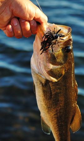 Image of large mouth bass 