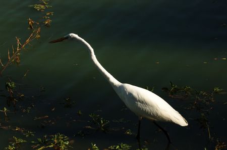 Image of Great Egretの写真素材