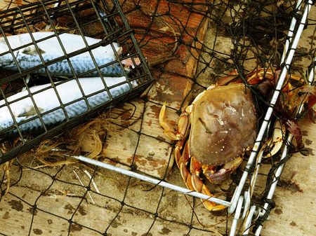 Close up image of dungeness crabの写真素材