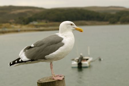 Close up image of seagull at beachの写真素材