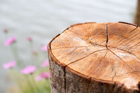 Stump of the tree in blurred lakeの写真素材