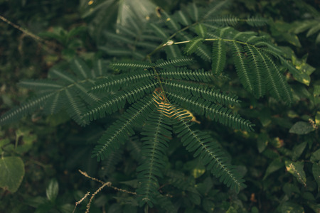 Tropical leaf texture, dark green foliage nature background. Jungle plant leaves on blurred background. Natural ornament, green abstract texture and background for designers. Patterns for wallpaper.の写真素材