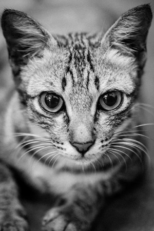 pussycatの写真素材