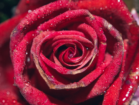 red roseの写真素材