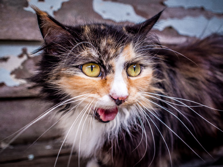 i am not a catの写真素材