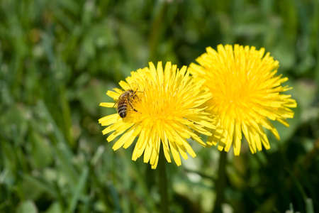 Bee pollinating two dandelions with a grass backgroundの写真素材