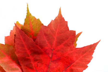 Colorful Maple Leaves in Autumn Isolated on White