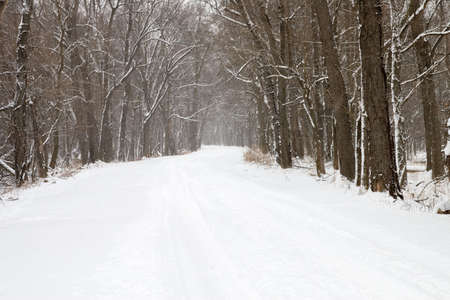 Snow covered park road winding through a forest