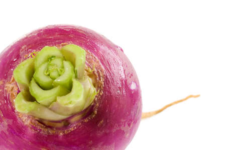Closeup of a lovely purple turnip rootの写真素材