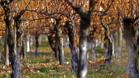 Autumn in the vineyard