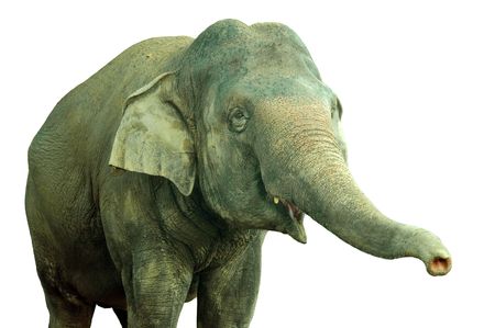 isolated a asian adult elephantの写真素材
