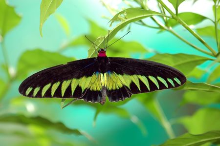 close up of a butterfly resting on a green leafの写真素材