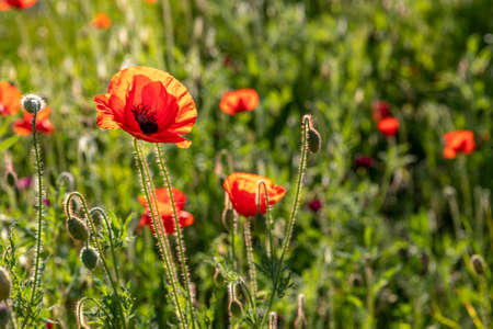 Red poppies near Luxembourg garden in Parisのeditorial素材
