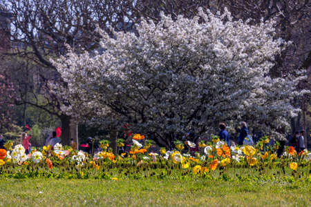 Paris, France - March 31, 2021: Beautiful blooming white cherry blossom tree in Jardin des Plantes in Paris in sunny spring march dayのeditorial素材