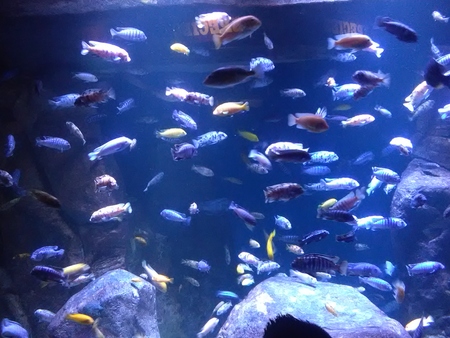 Long Island NY USA - August 21 2016 - Long Island Aquariumのeditorial素材