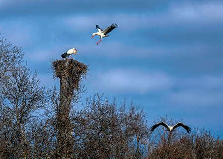 Pair of storks in their nestの写真素材