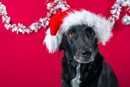 black dog with brown eyes with christmas background and Santa Claus hatの写真素材