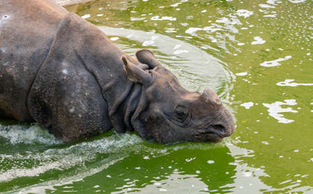 photo of Indian rhinoceros Rhinoceros unicornis entering the waterの写真素材