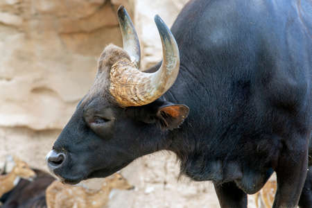 Precious Gaur (Bos gaurus), also called seladang or Indian bison.の写真素材