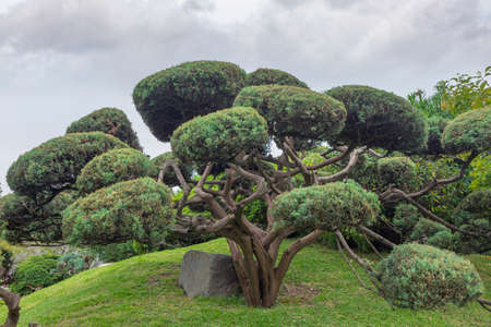photo of red pine, japanese tree on cloudy day