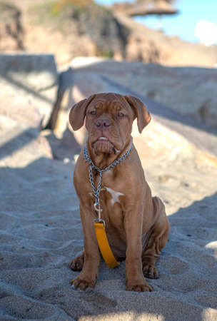 beautiful burgundy pug puppy sitting on beach sandの写真素材