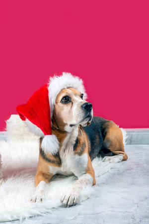funny beagle dog with santa claus hat on red backgroundの写真素材