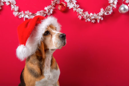 cute beagle dog with santa claus hat on red backgroundの写真素材