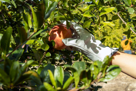 photo of gloved hand picking pomegranate from branchの写真素材