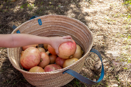 Child Holding a Freshly Harvested Pomegranate in the Countrysideの写真素材