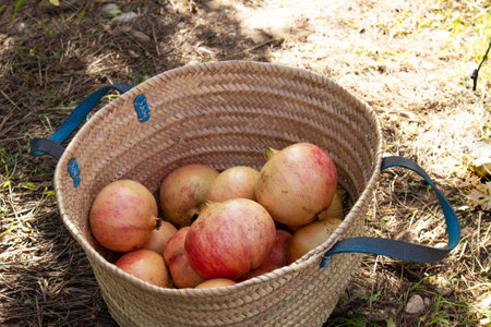 From the earth to the table: fresh pomegranates in a wicker basketの写真素材