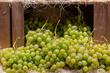 group of green grapes piled up at marketの写真素材
