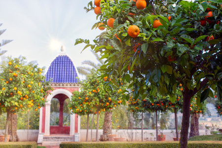 Mediterranean style garden with orange treesの写真素材